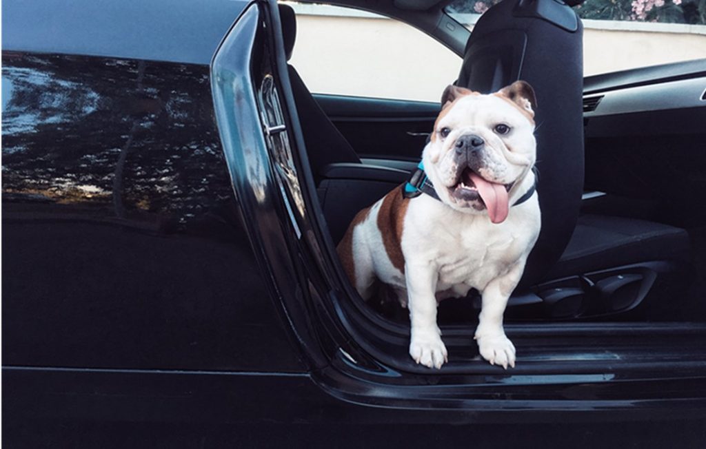 Car Accident With Pet What To Do